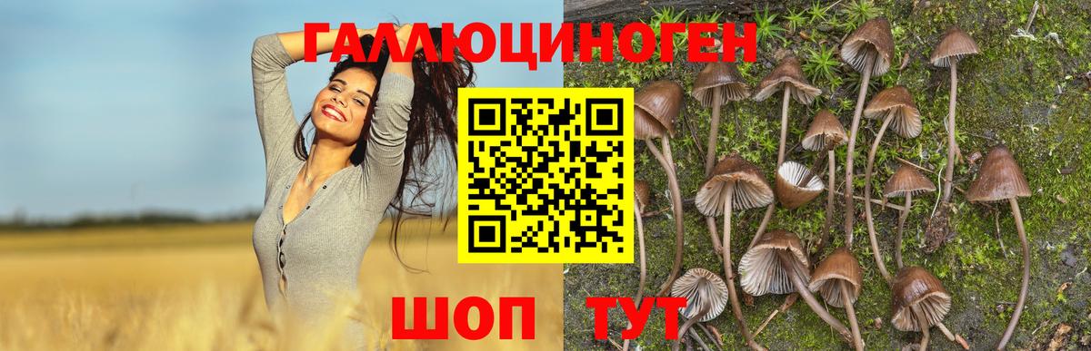 купить наркоту  Галлюциногенные грибы Psilocybine cubensis  Курган  Вход с VPN  Псилоцибиновые грибы GOLDEN TEACHER 